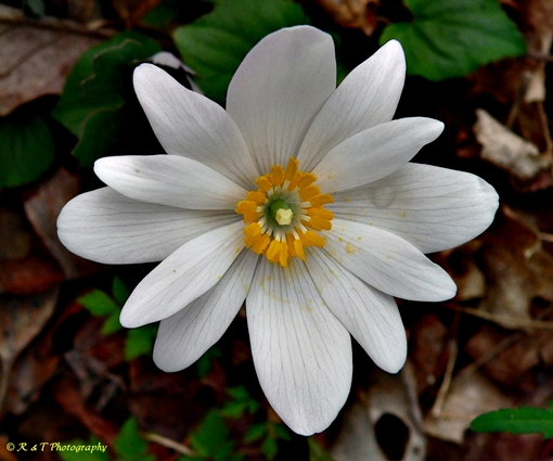 {Sanguinaria canadensis}